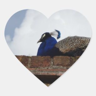 Pfau auf der Heart-Aufkleber an der Wand Herz-Aufkleber