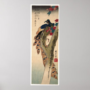 Pfau auf einem Ahornbaum festgehalten Poster