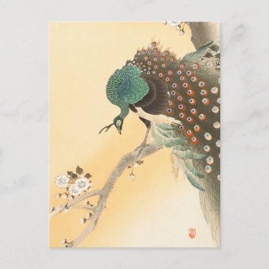 Pfau auf einem Kirschbaum von Ohara Koson Postkarte (Vorderseite)