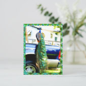Pfau auf einem Lieferwagen Postkarte (Stehend Vorderseite)