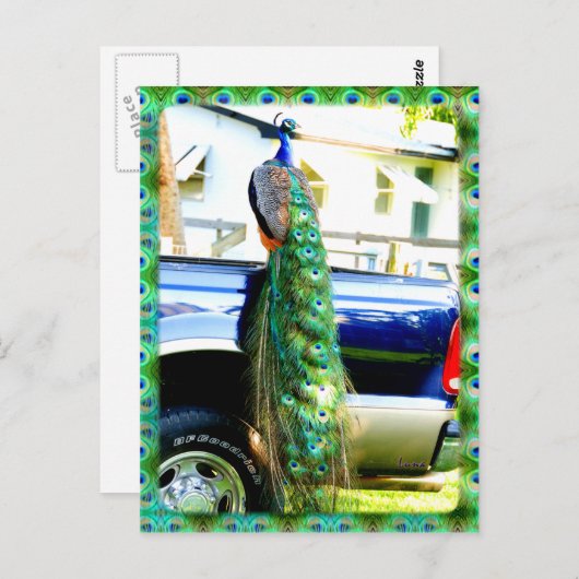 Pfau auf einem Lieferwagen Postkarte (Vorne/Hinten)