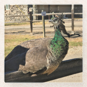 Pfau auf einem Zaun, Idaho Glasuntersetzer