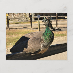 Pfau auf einem Zaun, Idaho Postkarte