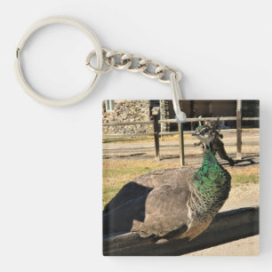 Pfau auf einem Zaun, Idaho Schlüsselanhänger