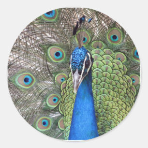 Pfau-Aufkleber Runder Aufkleber