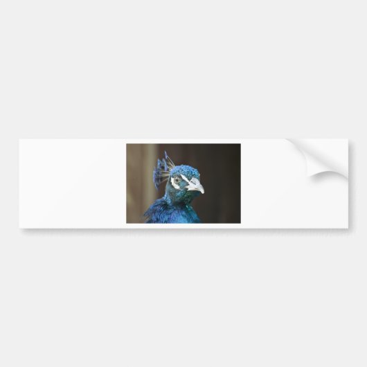 Pfau Autoaufkleber (Vorne)