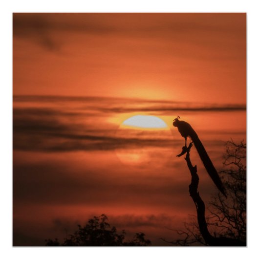 Pfau bei Sonnenaufgang Poster (Vorderseite)