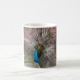 Pfau-Bild Kaffeetasse
