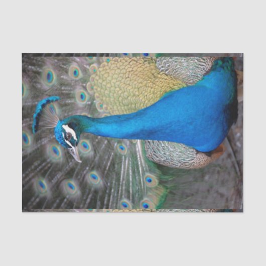 Pfau-bunte Nahaufnahme Seidenpapier (Vorderseite)