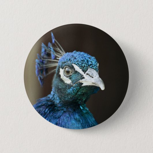 Pfau Button (Vorderseite)
