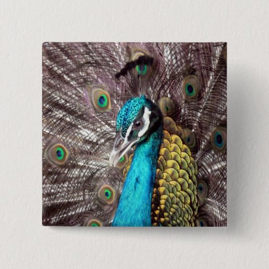 Pfau Button (Vorderseite)