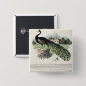 Pfau Button (Vorne & Hinten)