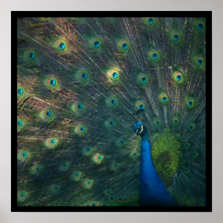 'Pfau' Canvas Print Poster