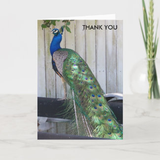 Pfau Dankeskarte