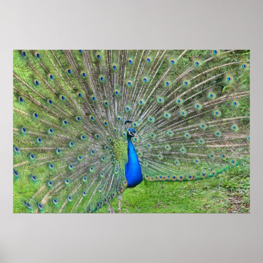 Pfau demonstriert seinen Schwanz Poster (Vorne)