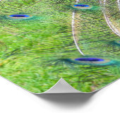 Pfau demonstriert seinen Schwanz Poster (Ecke)