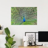 Pfau demonstriert seinen Schwanz Poster (Heimbüro)