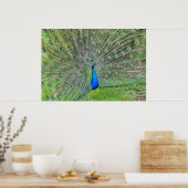 Pfau demonstriert seinen Schwanz Poster (Küche)