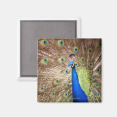 Pfau, der den Untergang zeigt Magnet (Vorderseite/Rückseite)