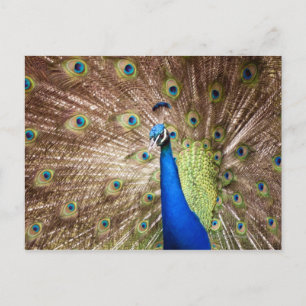 Pfau, der den Untergang zeigt Postkarte