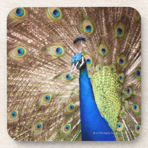 Pfau, der Gefieder anzeigt Getränkeuntersetzer
