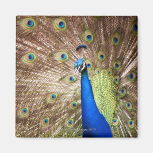 Pfau, der Gefieder anzeigt Magnet
