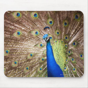 Pfau, der Gefieder anzeigt Mousepad