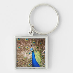 Pfau, der Gefieder anzeigt Schlüsselanhänger