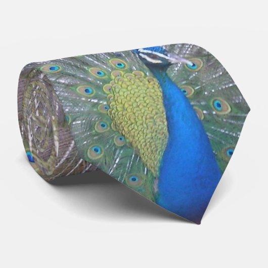 Pfau (der) krawatte (Gerollt)