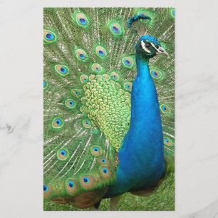 Pfau, der sein Zeug baut