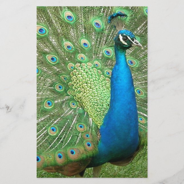 Pfau, der sein Zeug baut (Vorderseite)