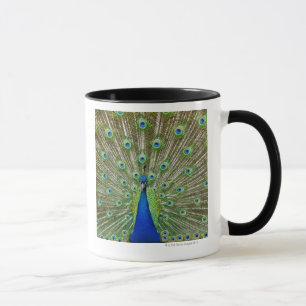 Pfau, der seine Federn, als Teil a zeigt Tasse