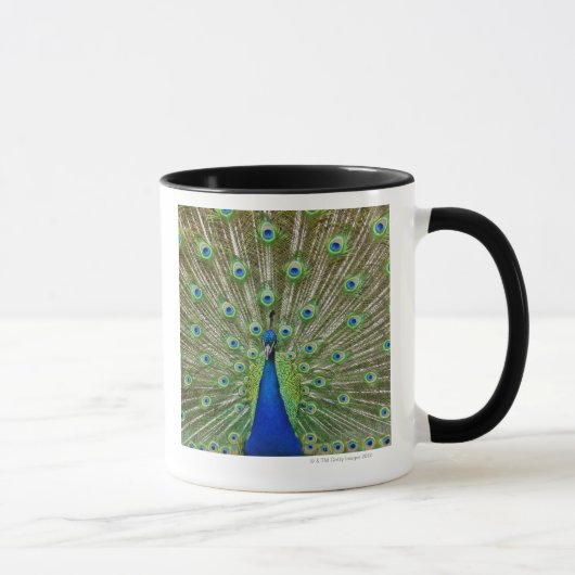 Pfau, der seine Federn, als Teil a zeigt Tasse (Rechts)