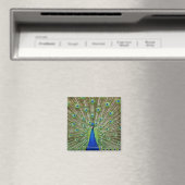 Pfau, der seine Federn als Teil eines Magnet (In Situ (Geschirrspüler))