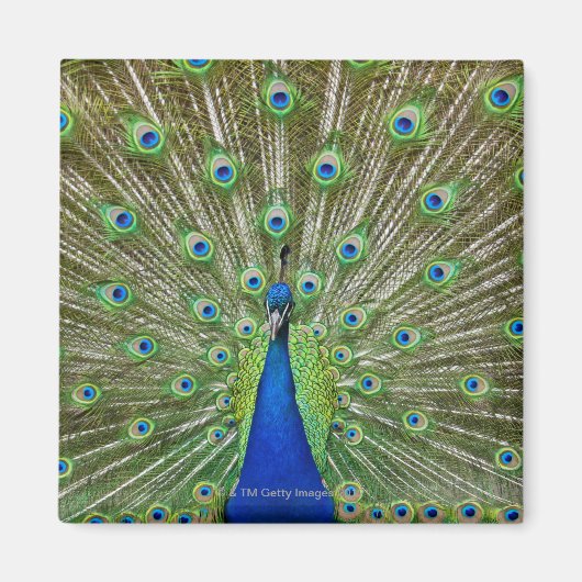 Pfau, der seine Federn als Teil eines Magnet (Vorne)
