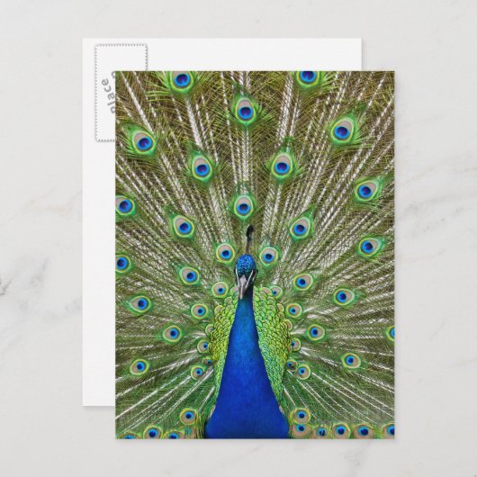 Pfau, der seine Federn als Teil eines Postkarte (Vorne/Hinten)