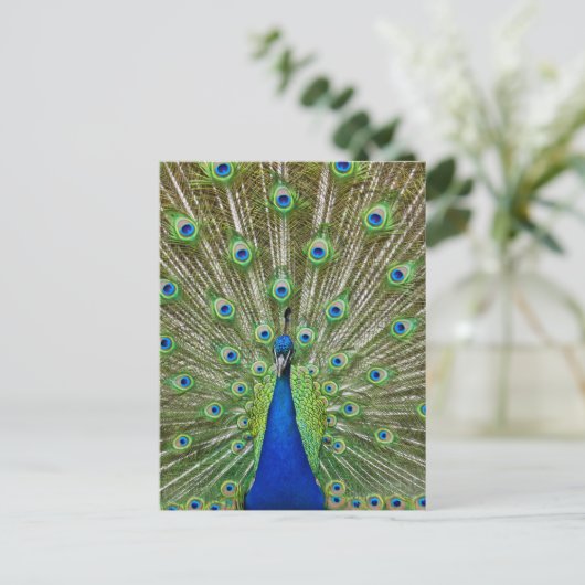 Pfau, der seine Federn als Teil eines Postkarte (Stehend Vorderseite)