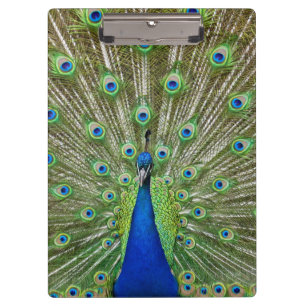 Pfau, der seine Federn zeigt Klemmbrett