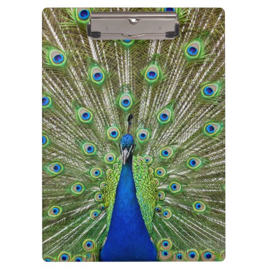 Pfau, der seine Federn zeigt Klemmbrett (Vorderseite)