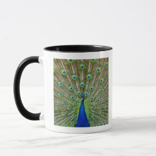 Pfau, der seine Federn zeigt Tasse
