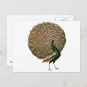 Pfau der Vintagen Kunst (Pfau) Postkarte (Vorne/Hinten)