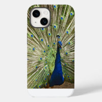 Pfau-Display