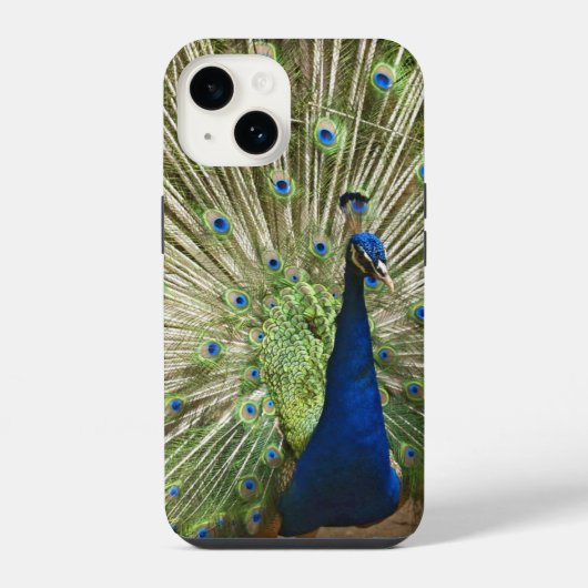 Pfau-Display iPhone Hülle (Rückseite)