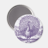 Pfau, eine alte Gravur Magnet (Vorderseite/Rückseite)
