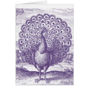 Pfau, eine Vintage Gravur