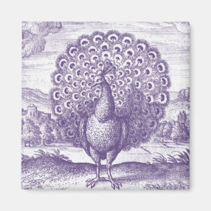 Pfau, eine Vintage Gravur Magnet