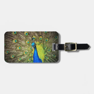 Pfau-Farbschönheit Gepäckanhänger