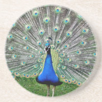 Pfau-Feder-Untersetzer