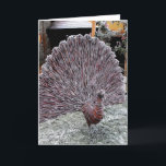 Pfau Feiertagskarte<br><div class="desc">Pfau aus vereisten Weiden in Somerset,  England. Schöner Morgen</div>