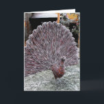 Pfau Feiertagskarte<br><div class="desc">Pfau aus vereisten Weiden in Somerset,  England. Schöner Morgen</div>